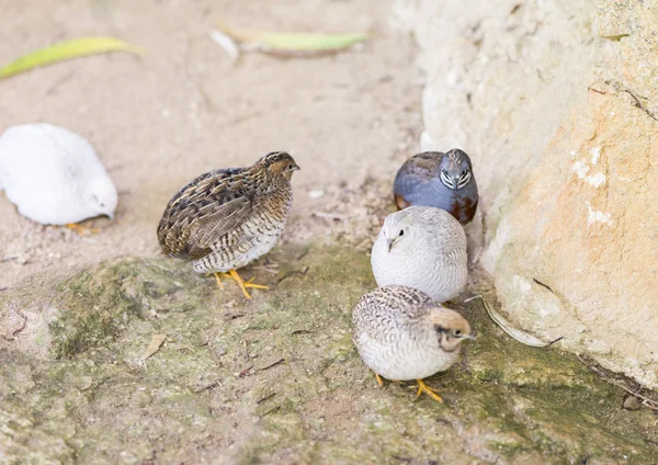 Chinese quail, chinensis excalfactoria — Stock Photo, Image