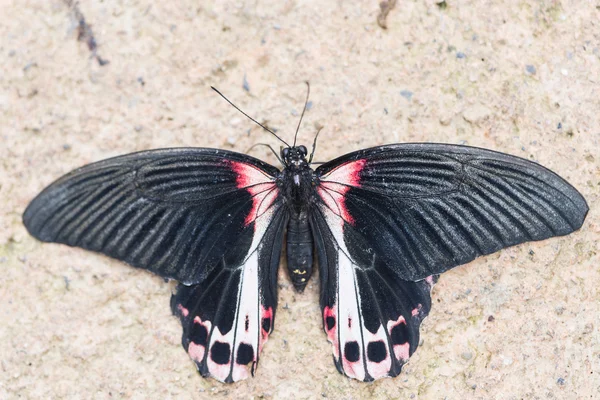 Szkarłat Mormona, Papilio rumanzovia — Zdjęcie stockowe