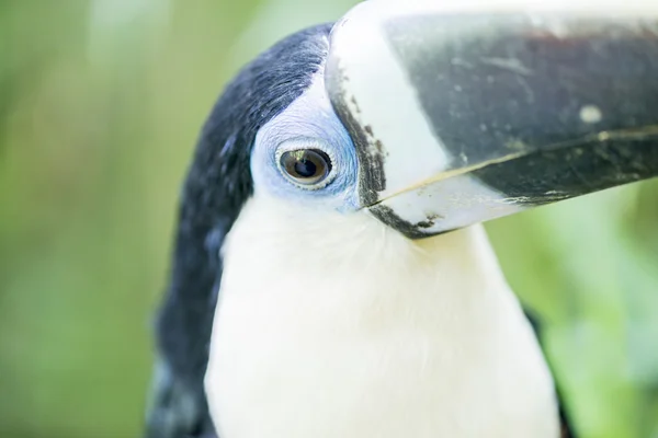 Tucan, ramphastos tucanus — Foto de Stock