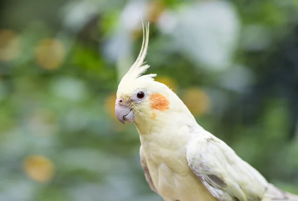 Gelb gefärbte Nymphe Stockbild