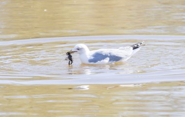 Larus argentatus, ringa martı.