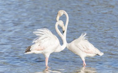 Phoenicopterus ruber, büyük flamingo
