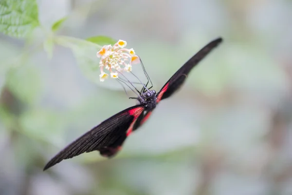 Scarlet Mormon, Papilio rumanzovia — Stock Photo, Image