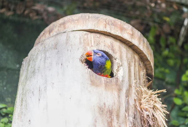 Arco-íris de papagaio, trichoglossus haematodus — Fotografia de Stock
