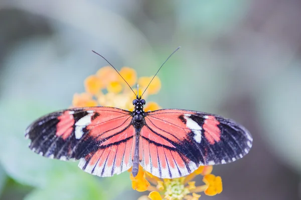 Heliconius erato — Zdjęcie stockowe