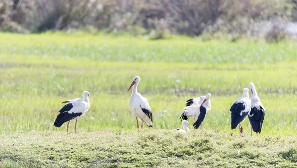 Write stork, ciconia ciconia — Stock Photo, Image