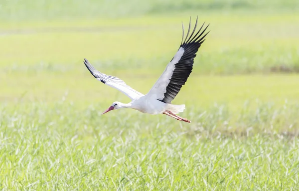 コウノトリ、コウノトリを書く — ストック写真