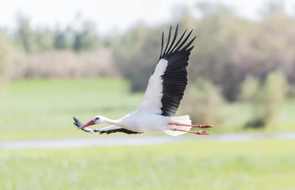 Écrire cigogne, ciconia ciconia — Photo