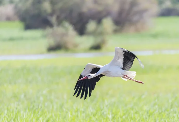 Leylek, ciconia ciconia yazmak — Stok fotoğraf