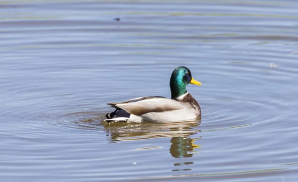 Anas platyrhynchos, nager dans le lac — Photo