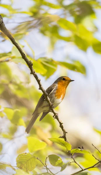 Erithacus rubecula, robin — Stockfoto