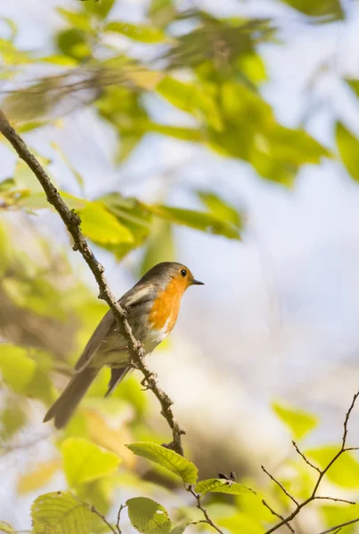 Erithacus rubecula, robin — Stock fotografie