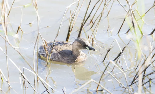 Pequeno Grebe, tachibaptus ruficollis — Fotografia de Stock