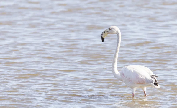 Phoenicopterus ruber, grotere flamingo — Stockfoto