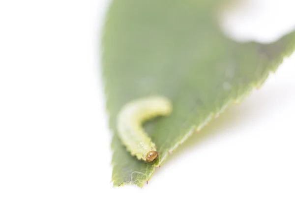 Grön larv på ett löv — Stockfoto