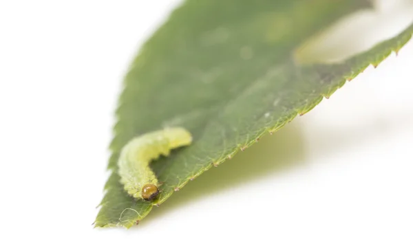 Groene rups op een blad — Stockfoto