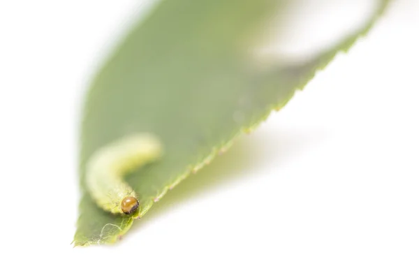 Зелена гусениця на листі — стокове фото