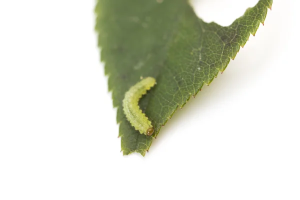 Grön larv på ett löv — Stockfoto