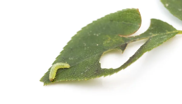 Lagarta verde em uma folha — Fotografia de Stock