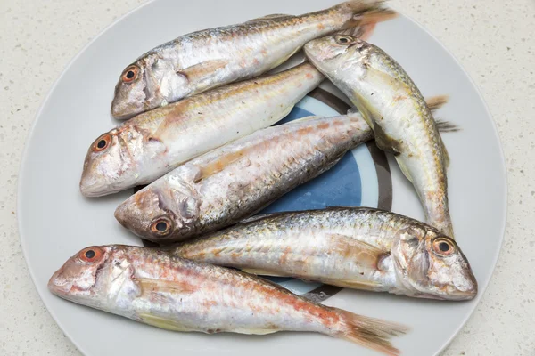 Mullet kleine — Stockfoto