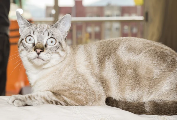 Liten katt som står – stockfoto