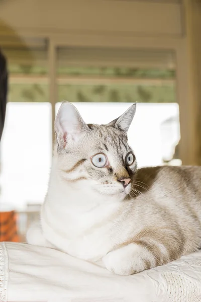 Pequeño gato posando — Foto de Stock