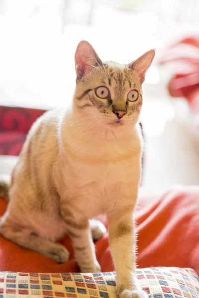 Lilla katten poserar — Stockfoto