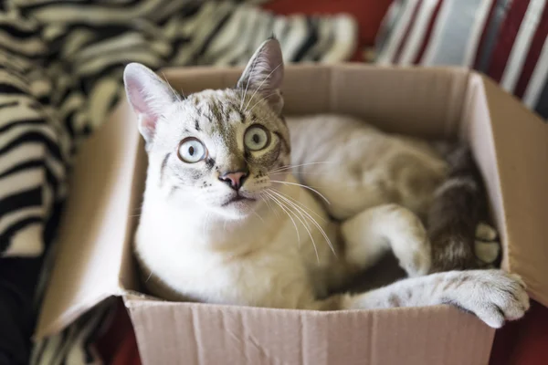 Gato jugando —  Fotos de Stock