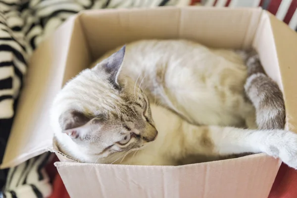 Gato jugando —  Fotos de Stock