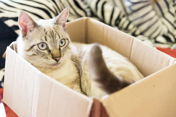 Gato jugando —  Fotos de Stock