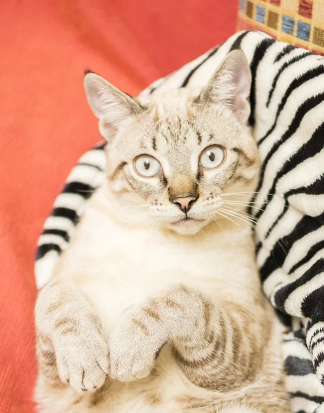 Pequeno gato posando — Fotografia de Stock