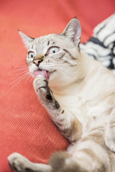 Pequeño gato posando — Foto de Stock