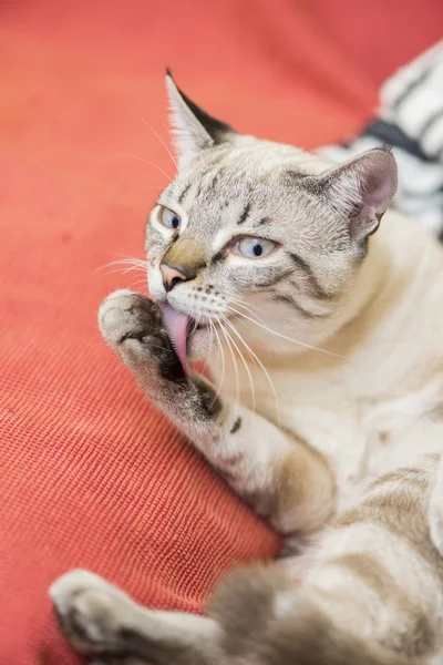Piccolo gatto posa — Foto Stock