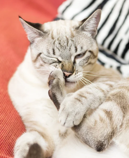 Lilla katten poserar — Stockfoto