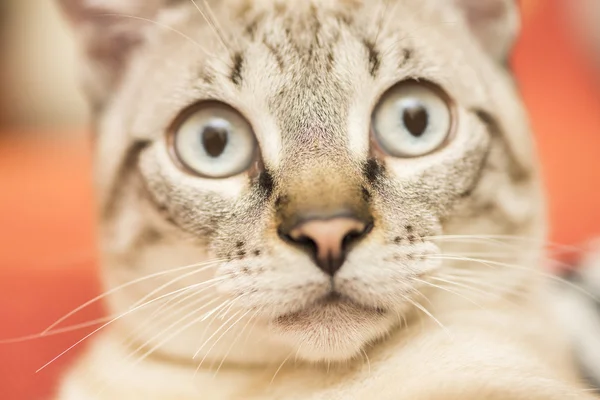 Piccolo gatto posa — Foto Stock