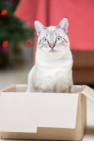 Küçük kedi poz — Stok fotoğraf