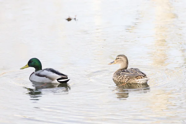 Anas platyrhynchos — Foto de Stock