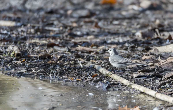 Wagtail blanco, Motacilla alba — Foto de Stock