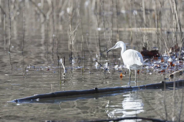 Gemensamma Egret, Egretta garzetta — Stockfoto