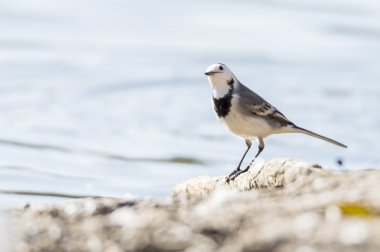 Beyaz kuyruksallayan, motacilla alba