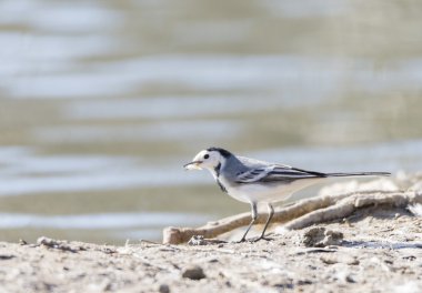 Beyaz kuyruksallayan, motacilla alba