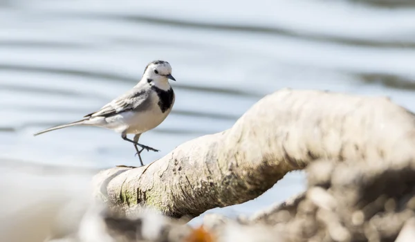 Konipas bílý, motacilla alba — Stock fotografie