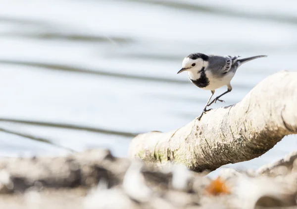 Wagtail blanco, Motacilla alba — Foto de Stock