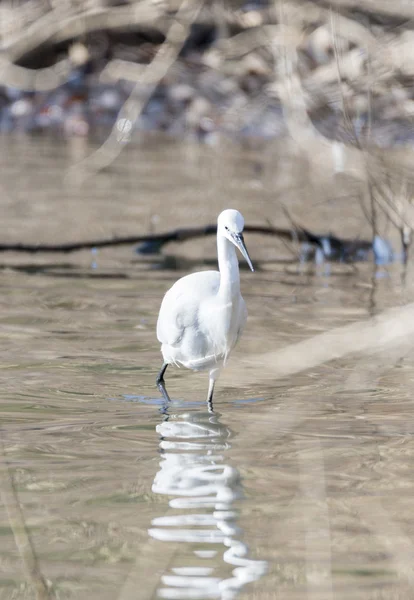Gemensamma Egret, Egretta garzetta — Stockfoto