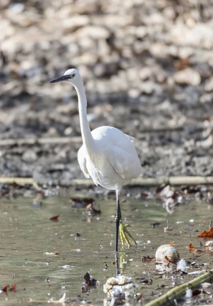 Frequentes Egret, Egretta garzetta — Fotografia de Stock