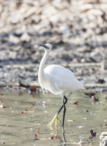 Frequentes Egret, Egretta garzetta — Fotografia de Stock