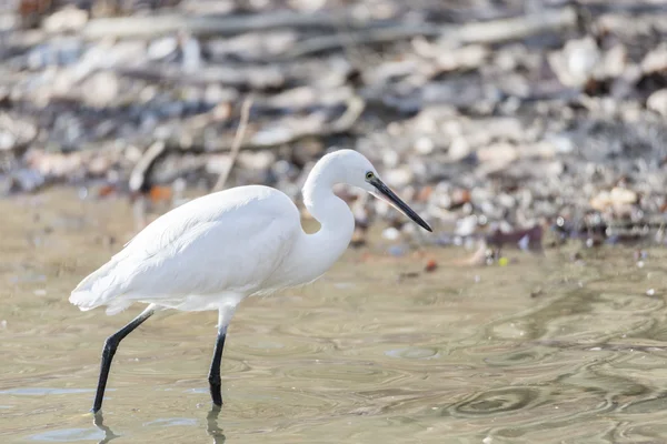 Frequentes Egret, Egretta garzetta — Fotografia de Stock