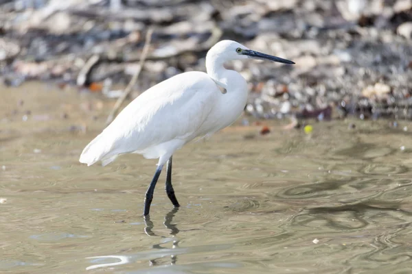 Frequentes Egret, Egretta garzetta — Fotografia de Stock