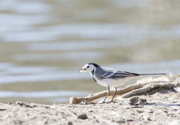 White Wagtail, Motacilla alba — Stock Photo, Image