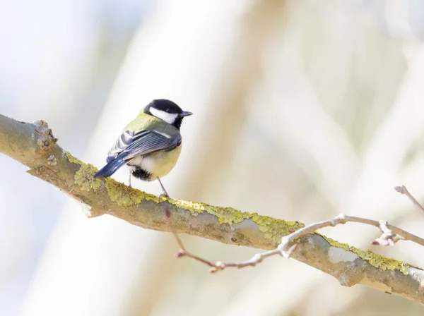 Parus Major, saithe загальний — стокове фото